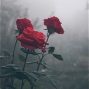 Meet your Posher, Kerry